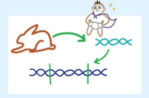 Video: How CRISPR works