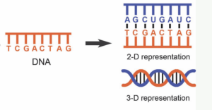 CRISPR: The workings of CRISPR