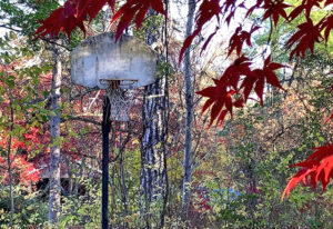 Clippings: Meditation on a hoop in the woods