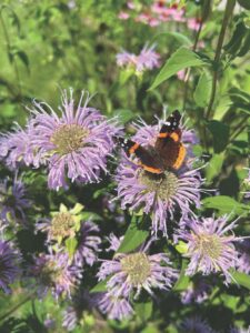 Take time to visit a pollinator garden