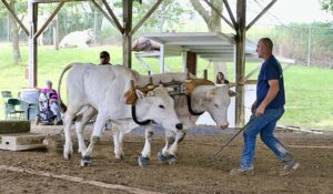 Field Days results: Ox, Pony and Horse pulls
