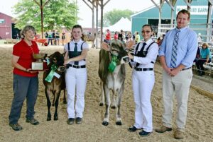 Field Days results: Dairy Fitting and Showmanship