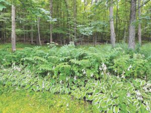 Ask a master gardener: Shade elegance with Solomon’s Seal