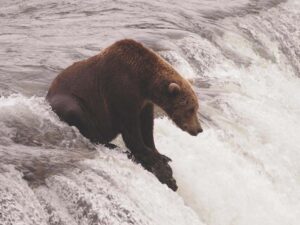 Matthew Dickerson: Dancing with the bears