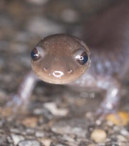 Pianist David Feurzeig plays free concerts to benefit reptiles & amphibians