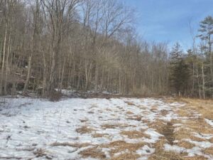 Endangered bat habitat conserved
