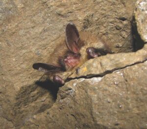 Volunteers needed for Rokeby Bat Census Team