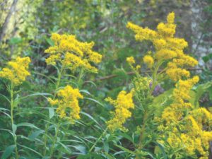 Ask a master gardener: Goldenrod, a useful wildflower
