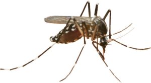 Mosquito with EEE found in Vergennes