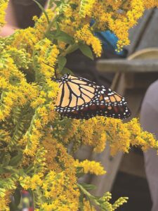 Monarch project spreads its wings