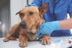 Community Pet Clinics come to Middlebury to help bridge gaps