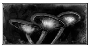 The Outside Story: Why do some mushrooms glow in the dark?