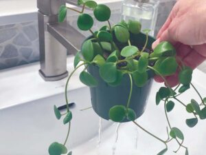 Ask a master gardener: Hibernating houseplants