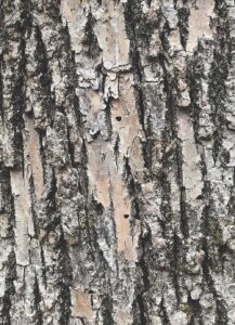 Towns take steps to combat tree-killing bug