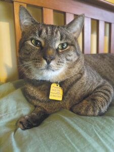 Pet of the Week: Maverick “Little Ricky”