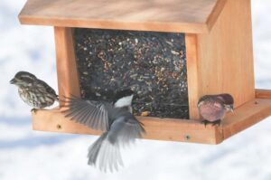 Caring for the birds during the winter