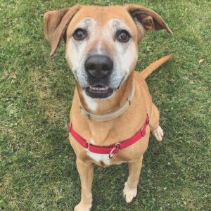 Pet spotlight: Come meet Bella!