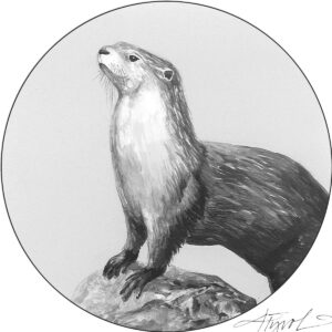 The Outside Story: Otters among us