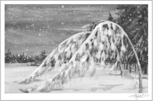 The Outside Story: How trees prepare for Vermont winters