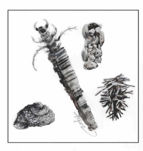 The Outside Story: Little creatures in winter streams
