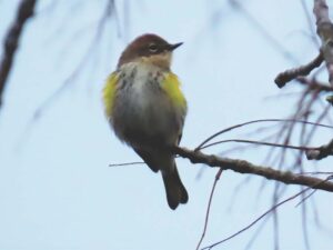 Audubon to host talk and walk