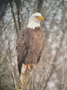 Warm fall alters migration, raises bird count