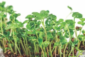 Ask a master gardener: Growing greens in winter