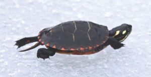 Turtles, frogs hanging around in warmer winter