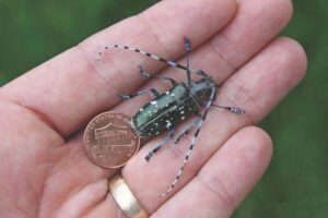 Check your trees for signs of Asian Longhorn Beetle