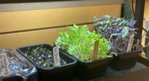 Ask a Master Gardener: Get ahead by planting seeds indoors