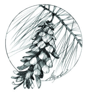 The Outside Story: The complicated lives of conifer seeds