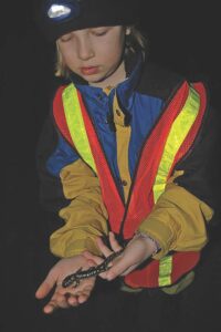Amphibian escorts needed in Salisbury