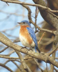 Ask a Master Gardener: How to attract bluebirds