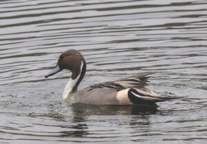 Vermont’s migratory game bird seasons is set