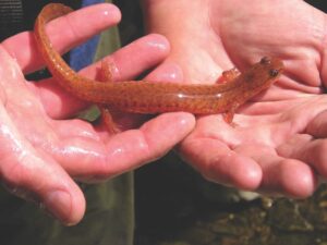 Herpetologist Jim Andrews takes the stage March 29