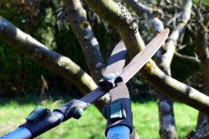 Ask a Master Gardener: Is it too late to prune fruit trees?