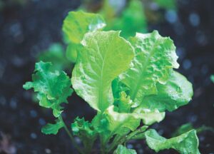Ask a Master Gardener: How to garden in a cold frame