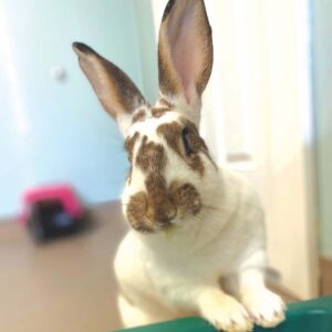 Pet Spotlight: Wheel