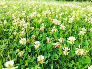 Ask a Master Gardener: How to share your yard with nature