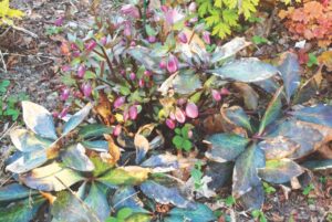 Ask a Master Gardener: All about growing hellebores