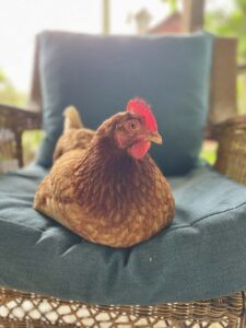Jessie Raymond: Aspiring house hen expands her range