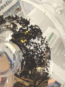 Destructive worms threaten local gardens, forests