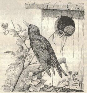 Faith Gong: Starlings in the stove