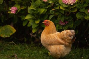 Ask a Master Gardener: Chickens in the garden