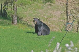 Tips for camping with bears in Vermont