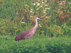 Matthew Dickerson: Wild birds part of wastewater solution