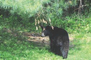 Tips for composting when bears are active