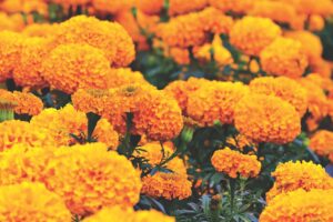 Ask a Master Gardener: How to make dyes from your garden