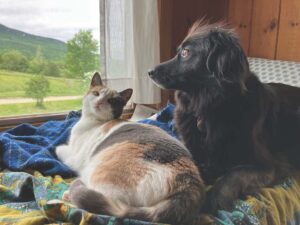 Pets of the Week: Polly & Marigold
