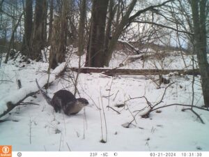 Towns are surveying key wildlife corridors